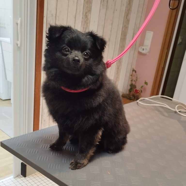 Hund trimmen