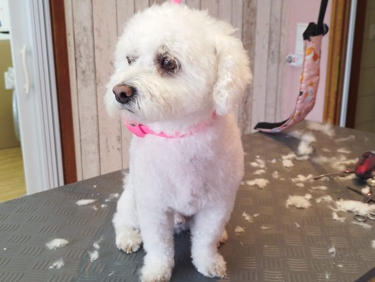 Hundesalon Bremen