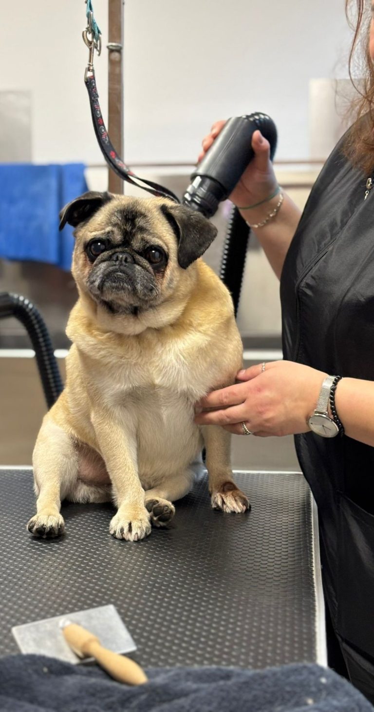Hundefriseurin am Fönen